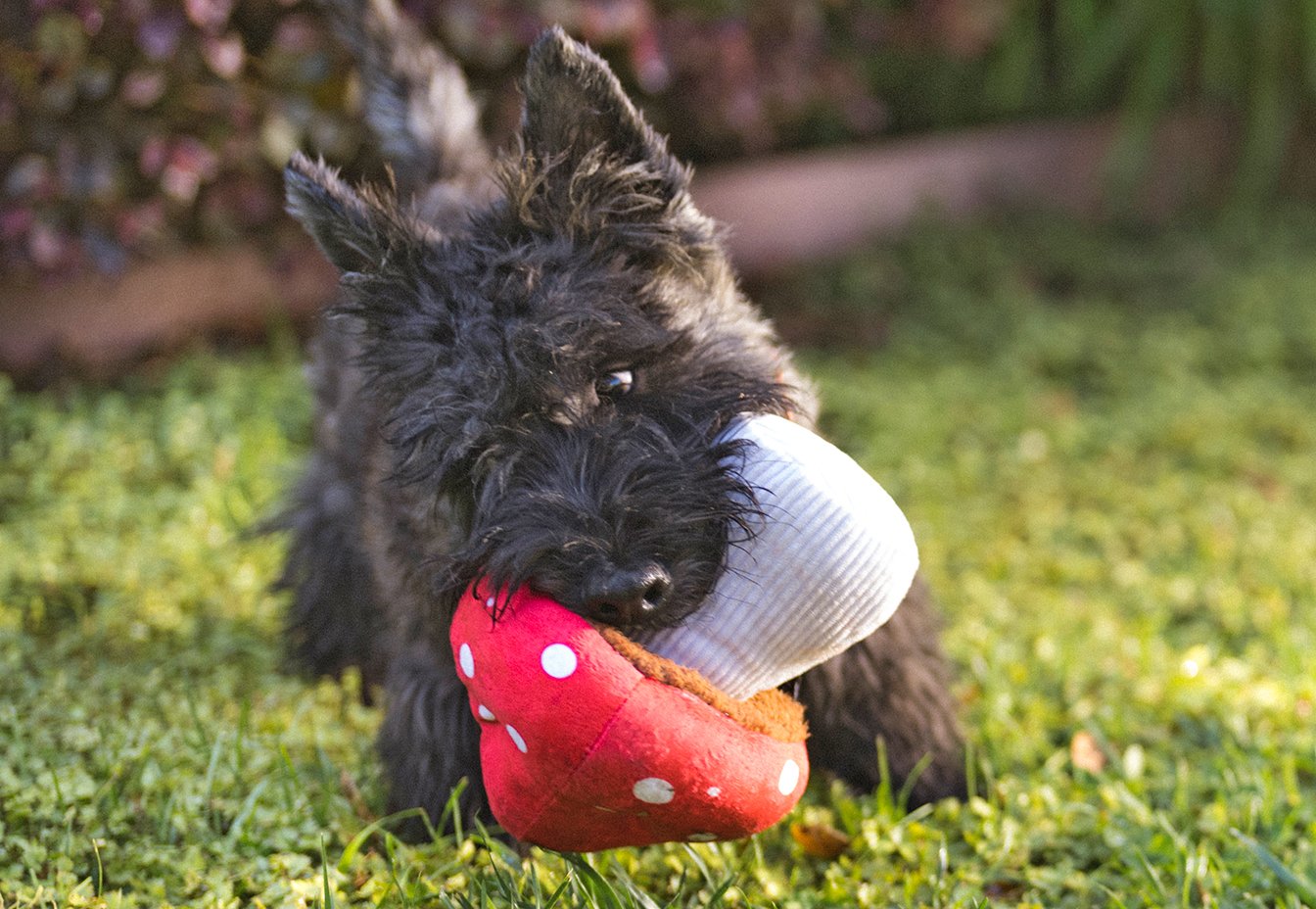 Mutt Mushroom - Dog Toy